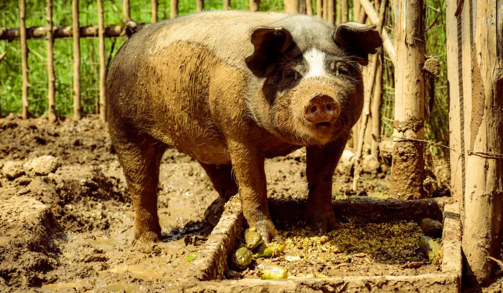 A Poland China pig looking strait into the camera