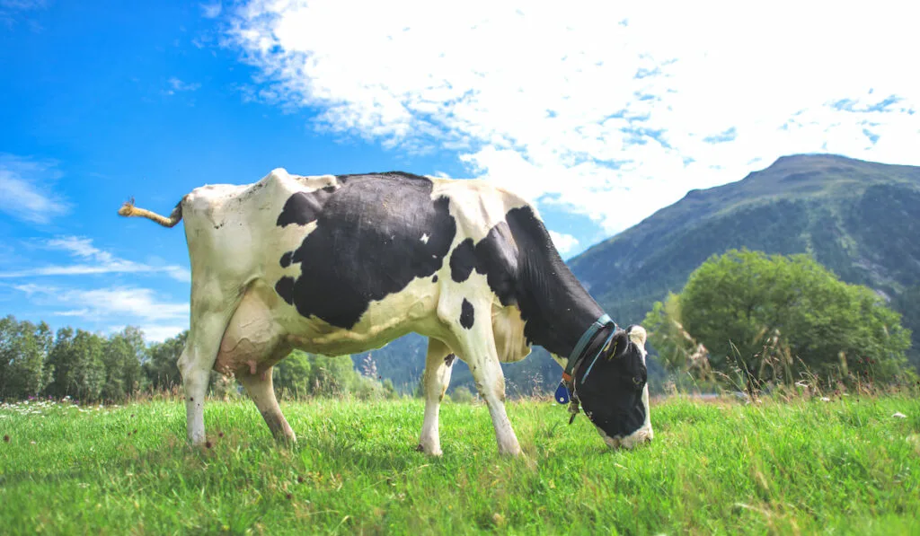 A pregnant Swiss cow eating grass 