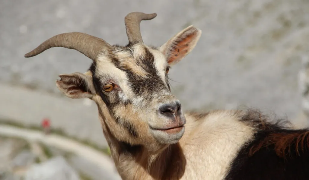 A beautiful goat with horn in the peaks of Europe 
