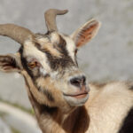 Do All Goats Have Horns?