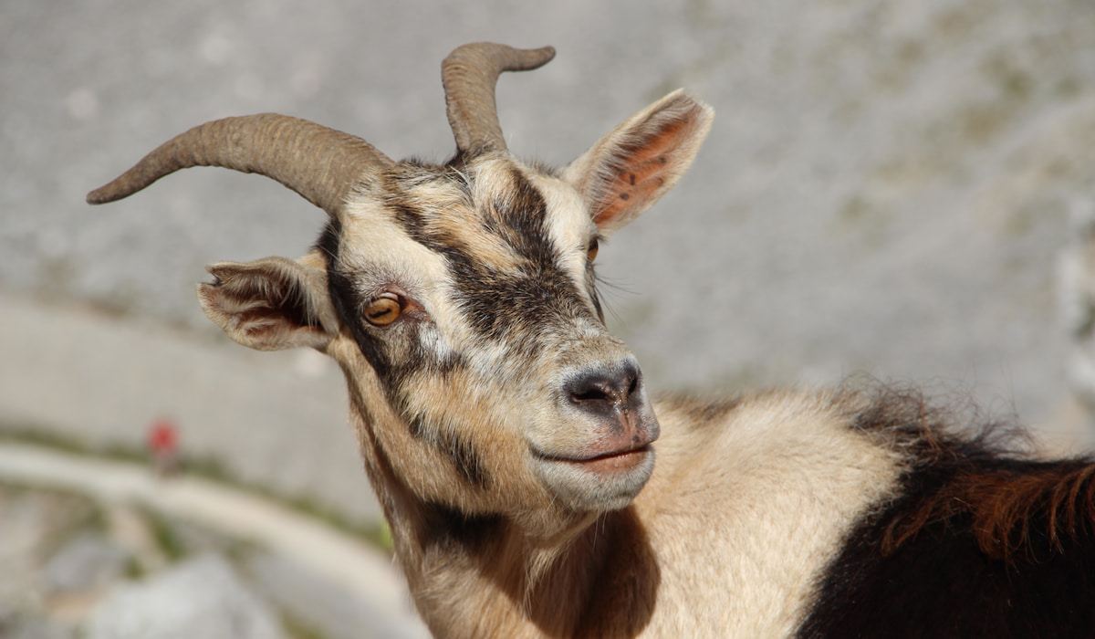 Do All Goats Have Horns? - Farmhouse Guide