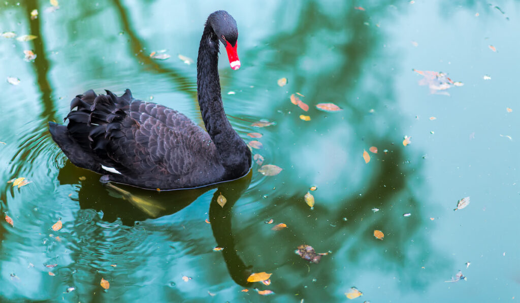 A black swan in a pond 