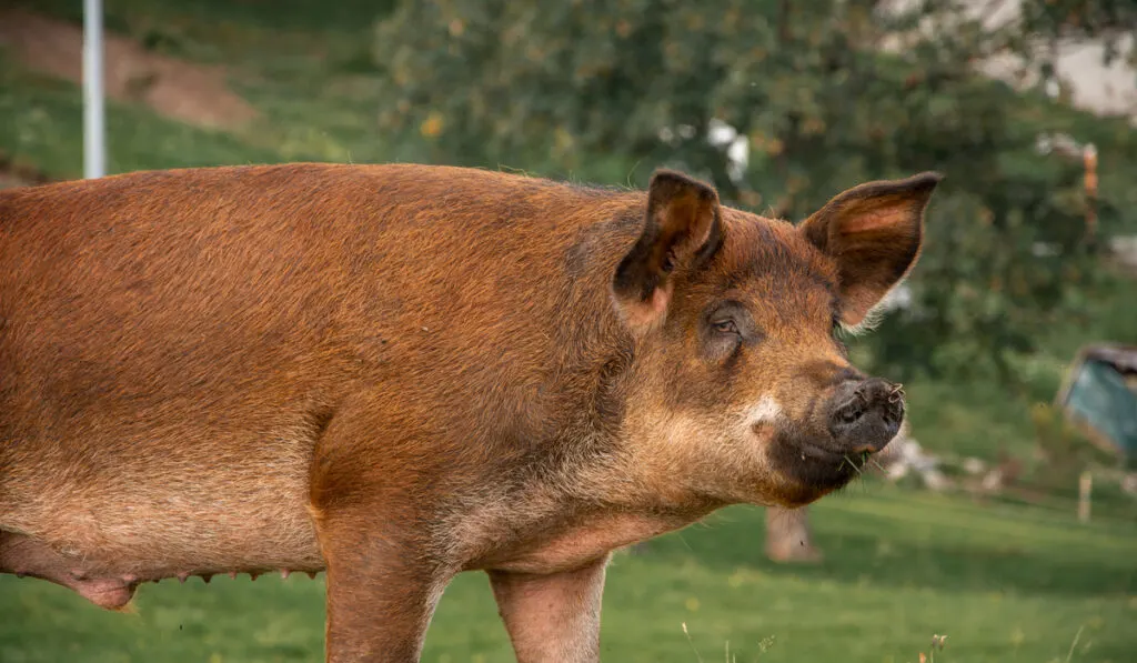 A closeup shot of a duroc pig