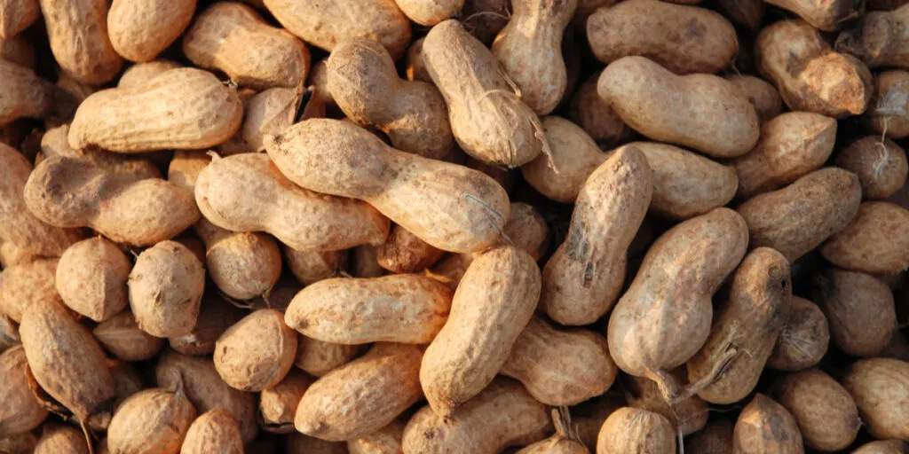 A closeup shot of groundnut at harvest in India