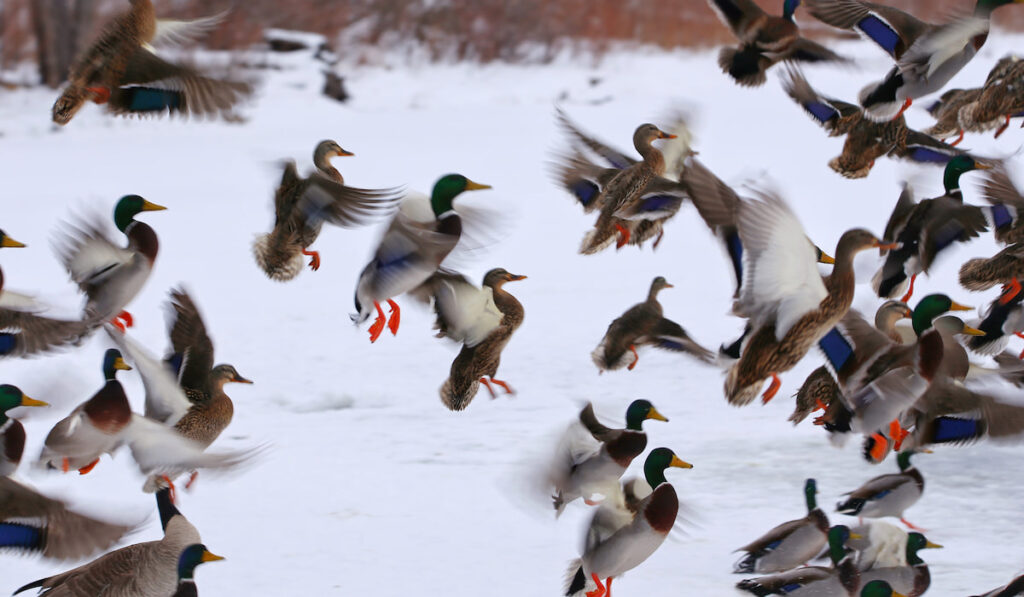 A flock of mallard ducks wings flapping and flying out in the snow 