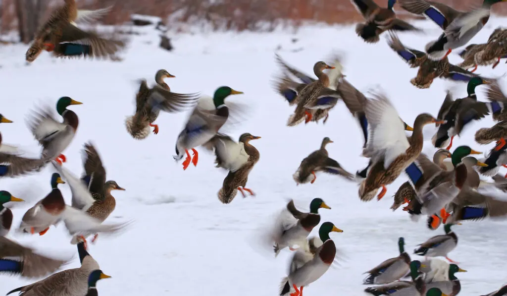 A flock of mallard ducks wings flapping and flying out in the snow 