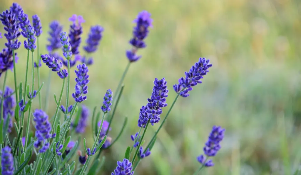 A lavender plant in the early morning light with sparkling dew drops bokeh in the background 