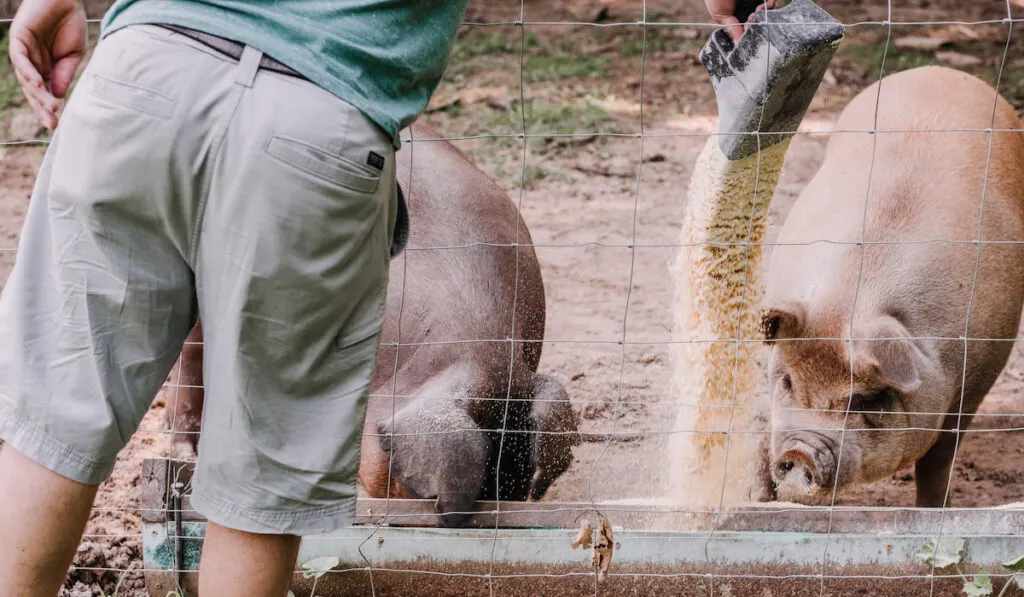 A man feeding pigs in the farm