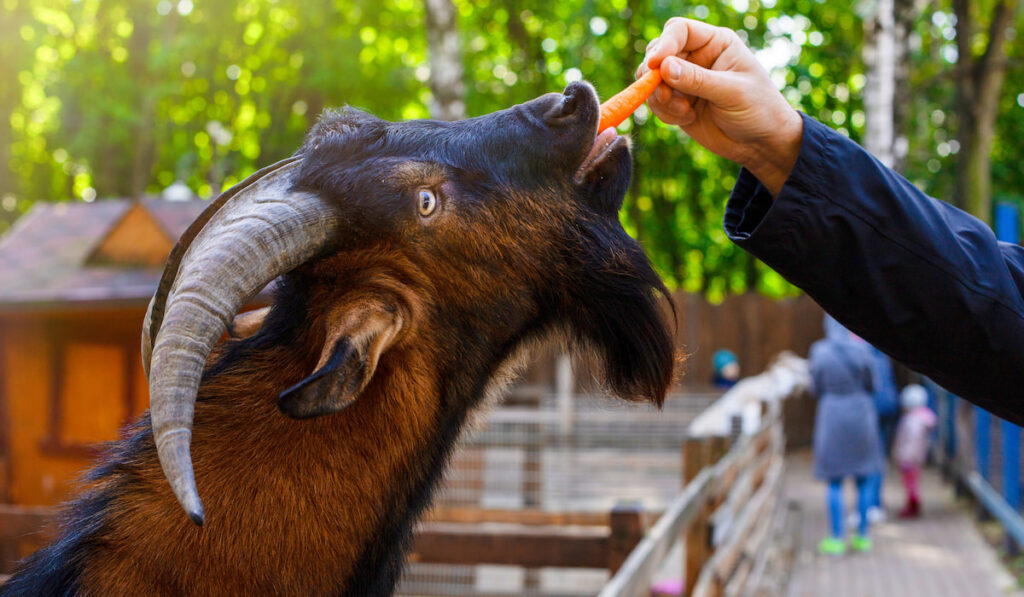 A mans hand is feeding a carrot to a brown goat standing in a wooden corral on a farm