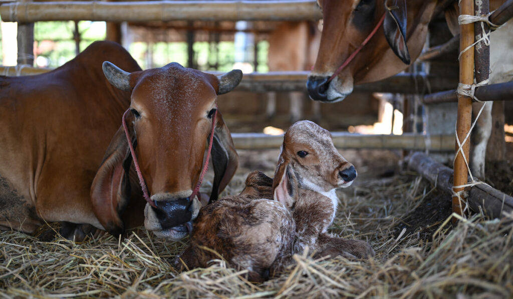 A new born calf with a mother cow on the farm