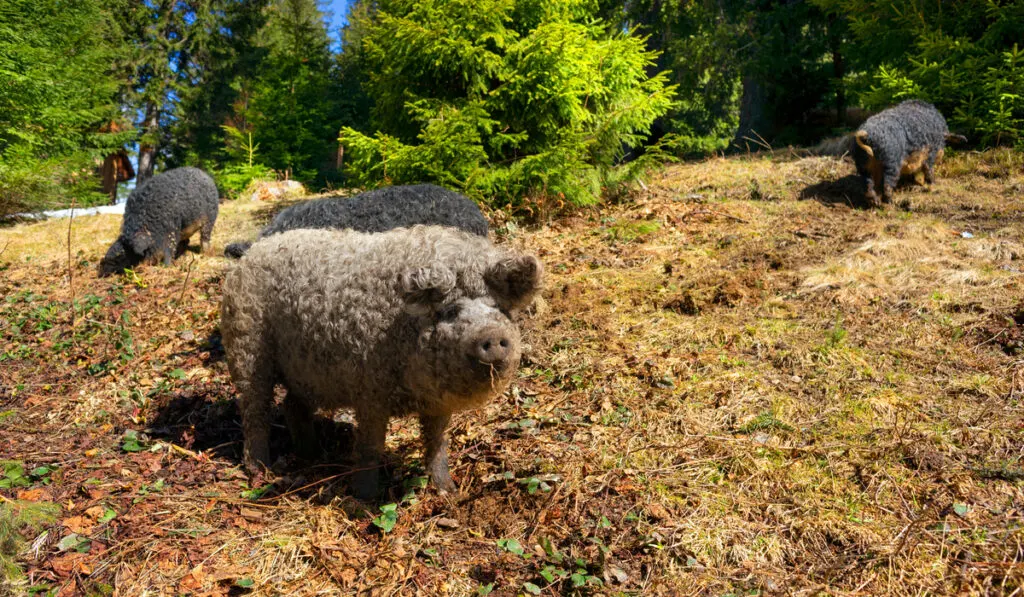 A rare breed of pigs, whose curly wool is similar to sheep and rams