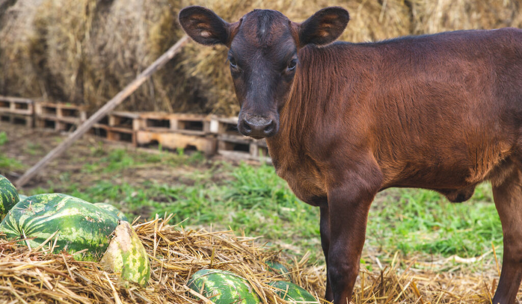 A small brown calf stands near a pile of hay and watermelons and looking at the camera