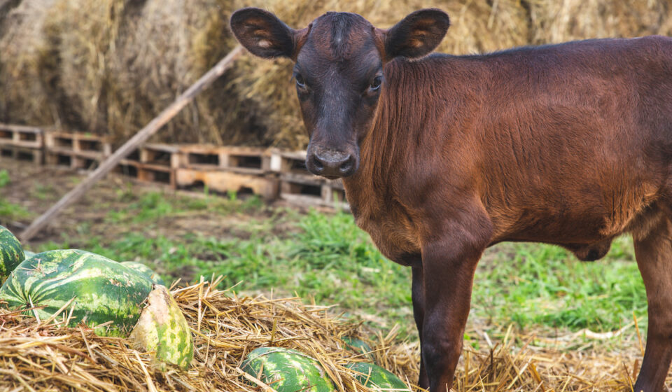 Can Cows Eat Watermelon? Farmhouse Guide