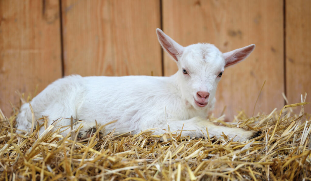 A white baby goat resting on straw bedding near animal pen