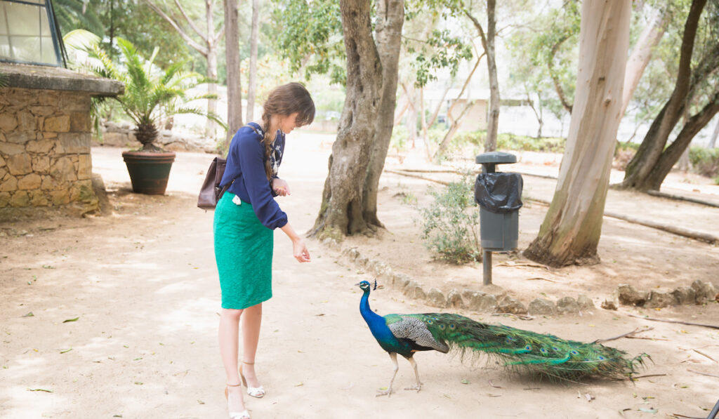 A woman feeding a peacock 