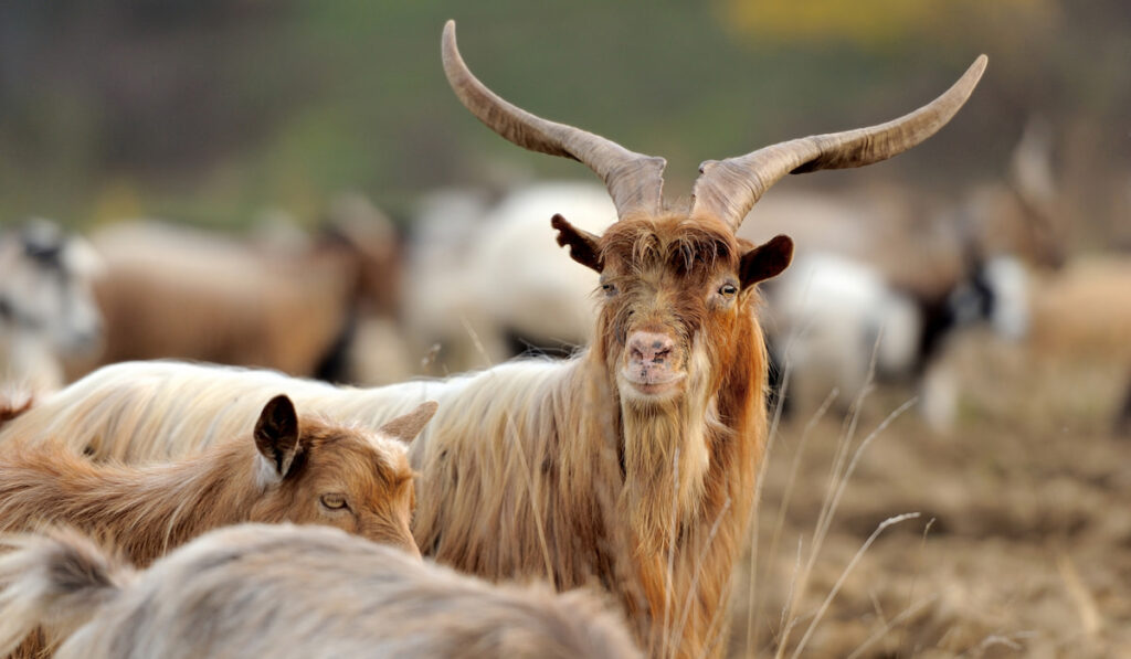 Adult kiko goat with beautiful long horn in open field