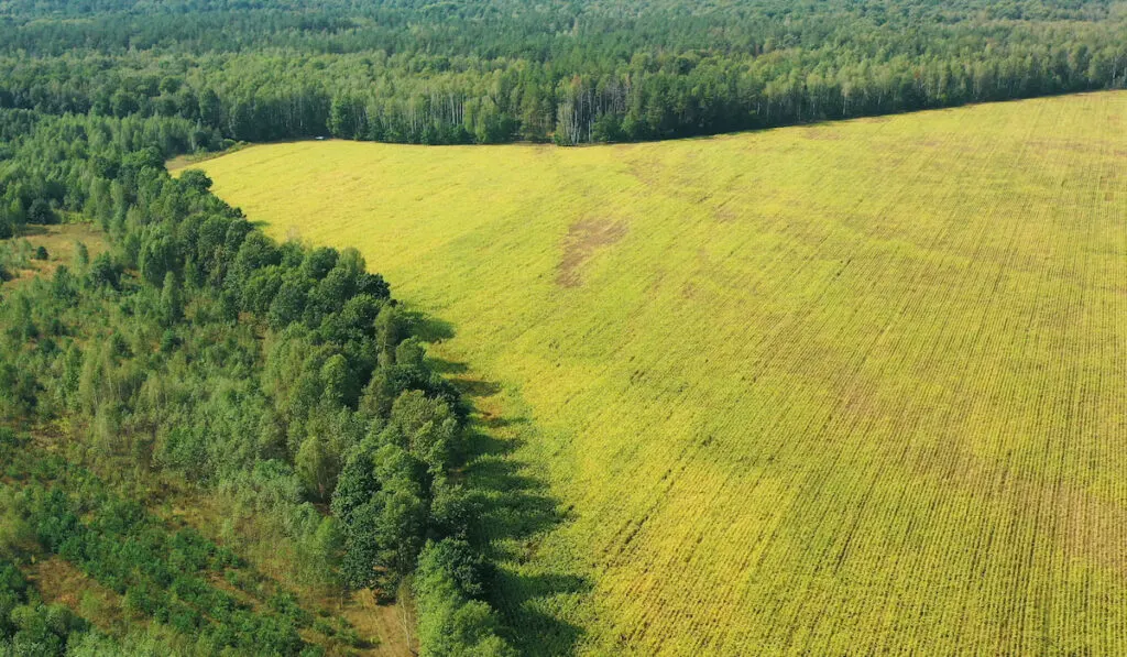 Aerial View Of Corn Maize Field And Forest Area Zone Landscape