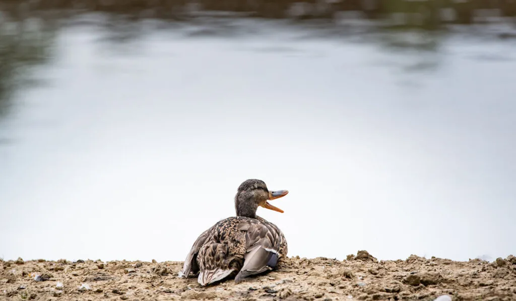 Alone Duck resting on the shore, female wild duck