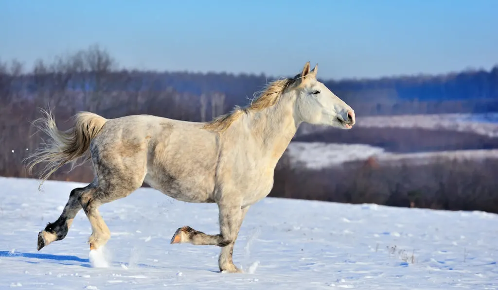 American Cream Draft Horse Running on Snowfield