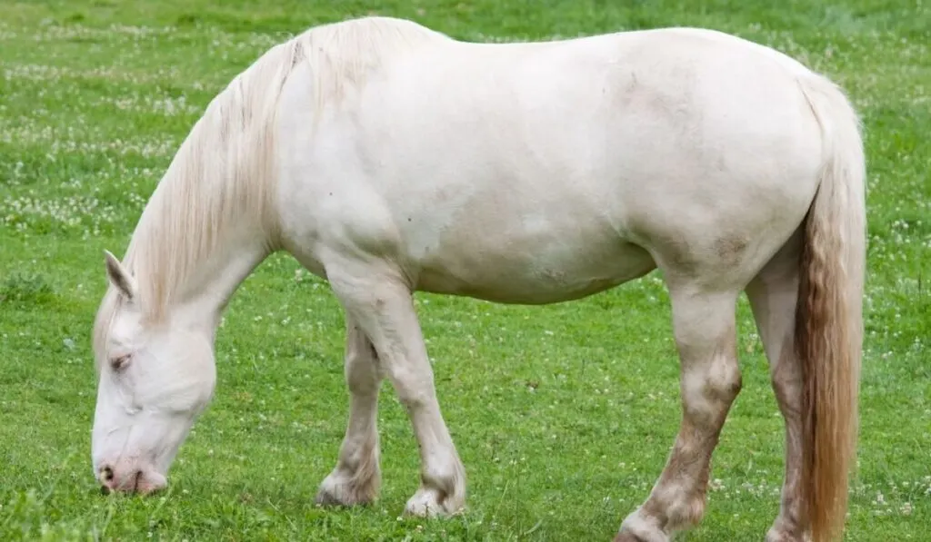 American Cream Draft Horse eating grass 