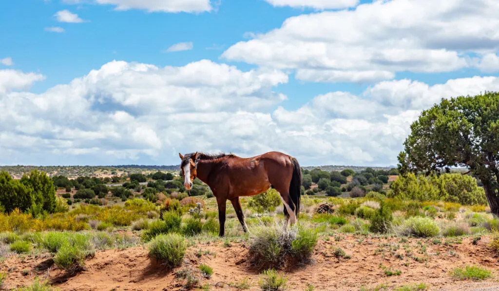American Quarter Horse standing in a wide open field in Arizona USA