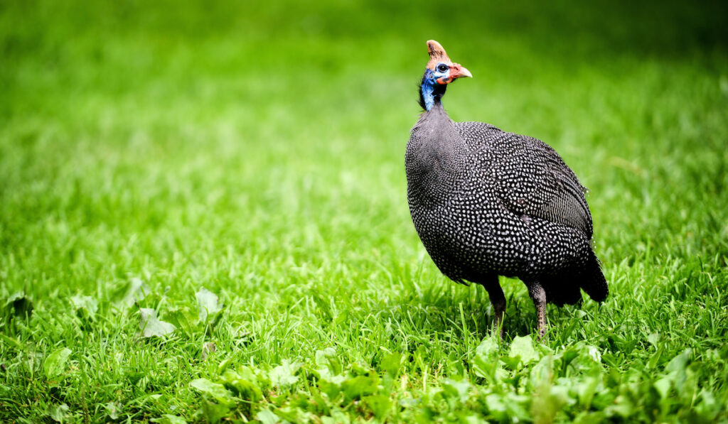 Animal close-up photography Helmeted Guineafowl walking on a green meadow