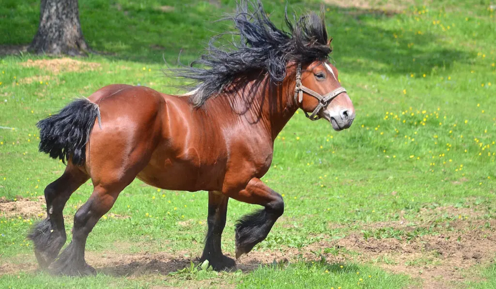 Ardennes Horse running on a field 