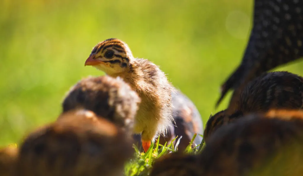 Baby Guineafowl with other Guineafowl on background