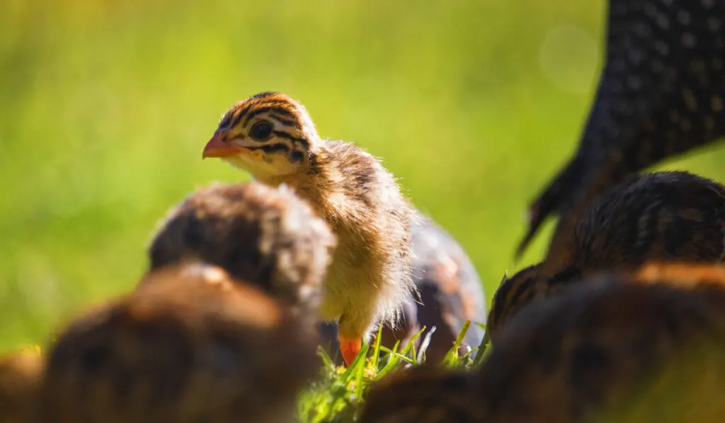 Baby Guineafowl with other Guineafowl on background 