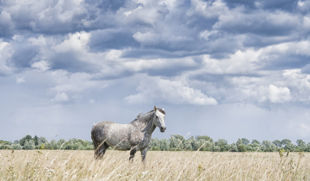Beautiful White Irish Draught Horse in an open field 