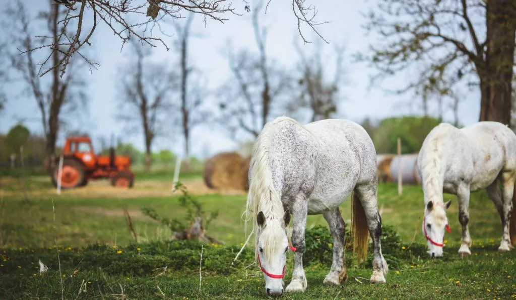 Two White Horses in a Green Field  ee220401