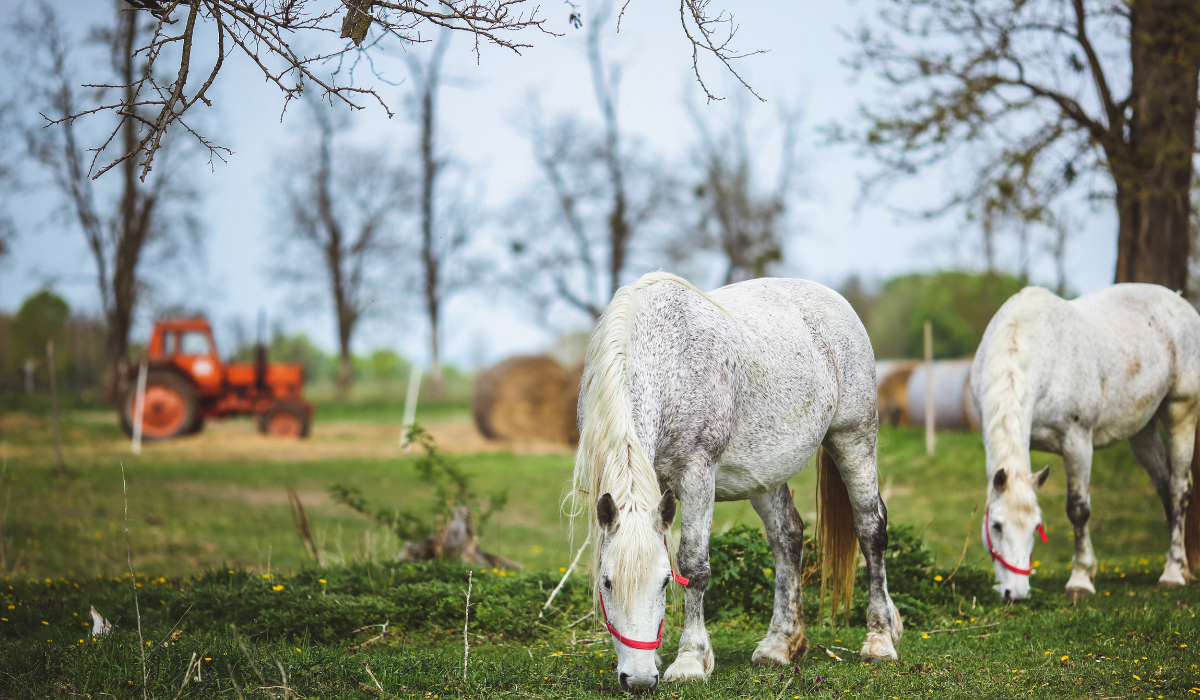 19 Types of White Horses - Farmhouse Guide