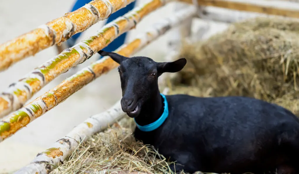 Black goat in on dry grass behind a wooden fence 