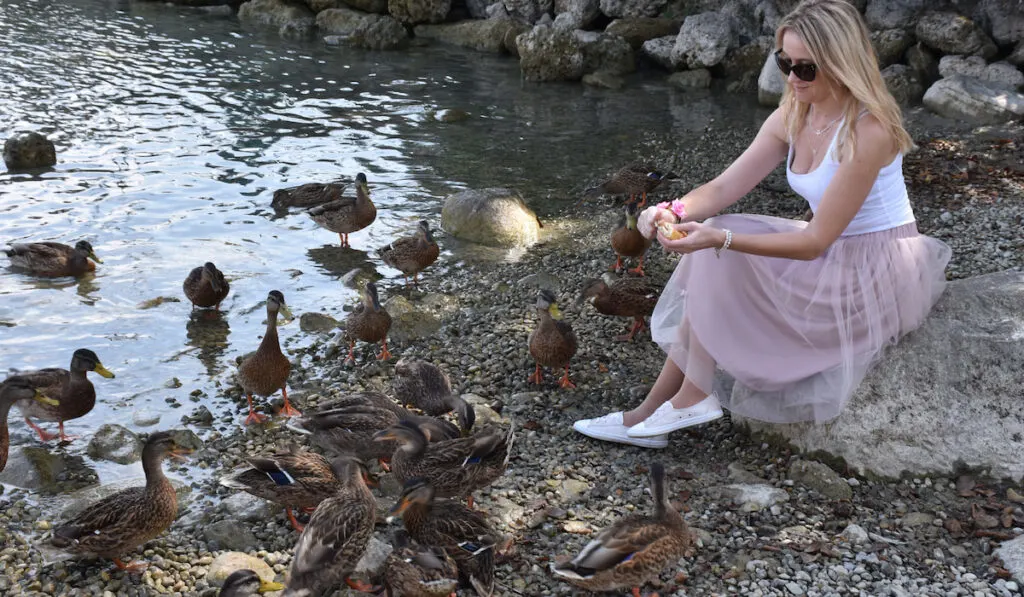 Blond woman sitting on river bank and feeding ducks bread