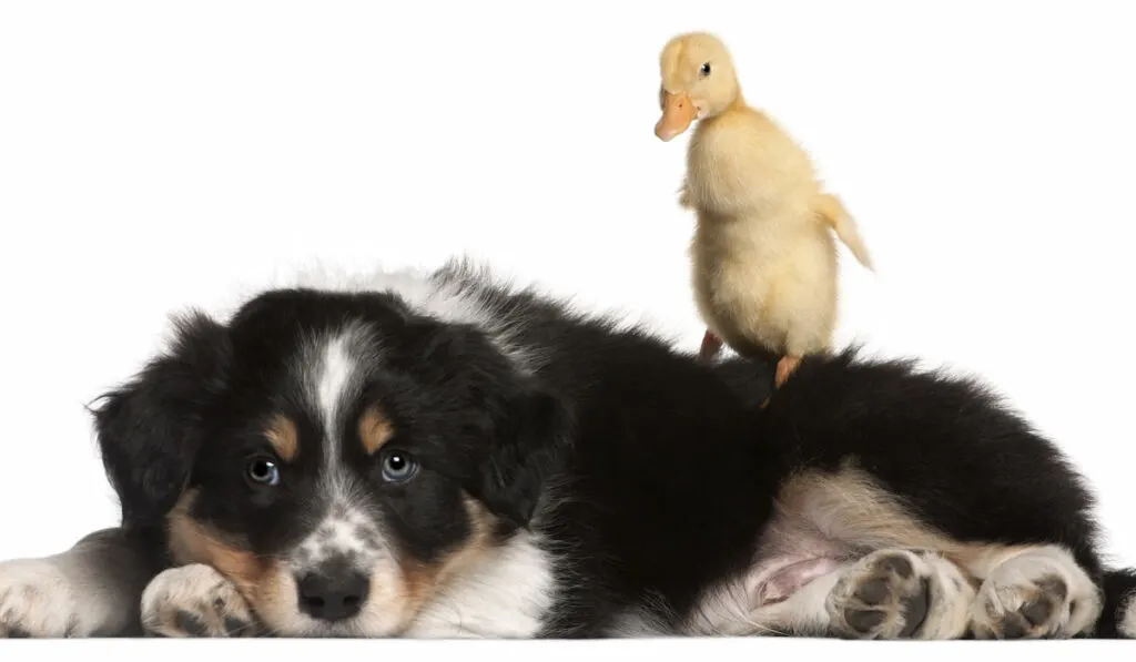 Border Collie puppy playing with a duckling in white background 