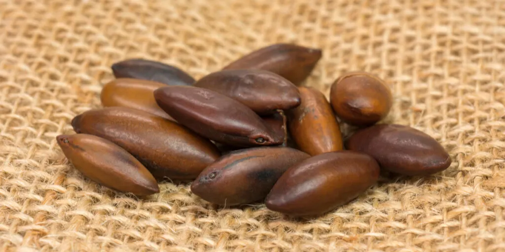 Brazilian Baru nut (castanha de baru) in jute background 