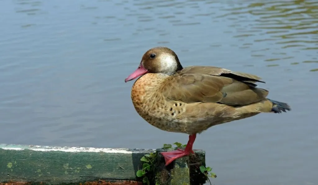 Brazilian Teal duck standing  near lake