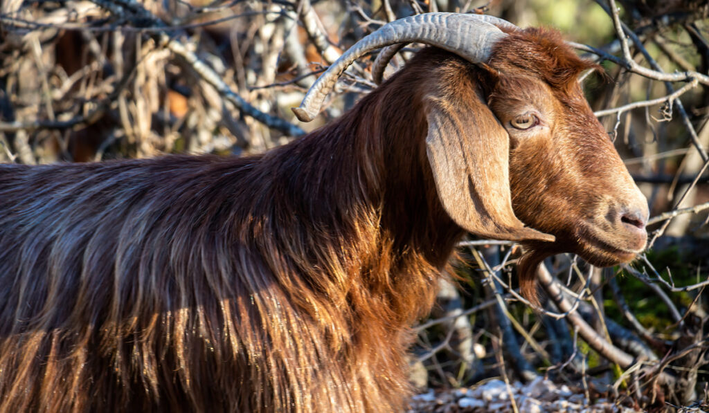 Brown Spanish goat with backward curving horn in forest 