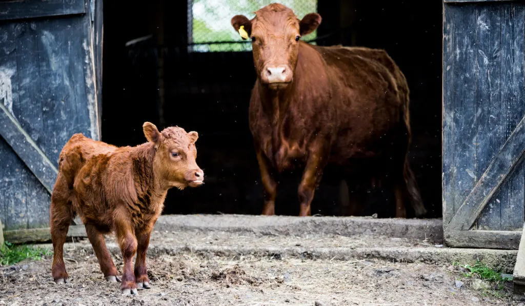 Brown cow and calf standing outside a barn on a farm 