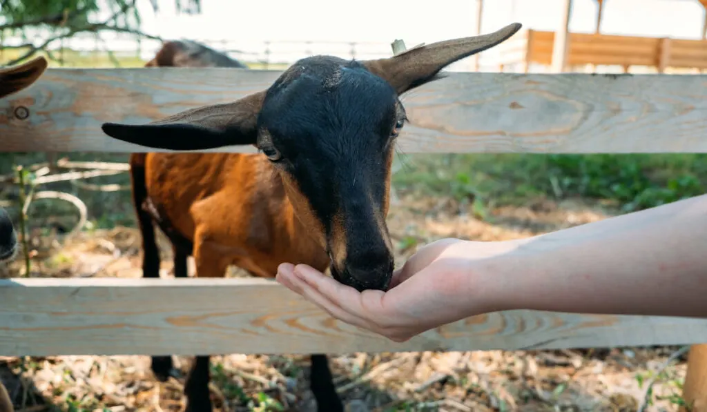 Brown goats standing in wooden shelter. Woman feeds the goats on the farm