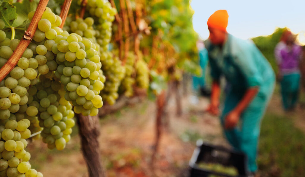 Bunch of grapes at vineyard with blurry image of a man