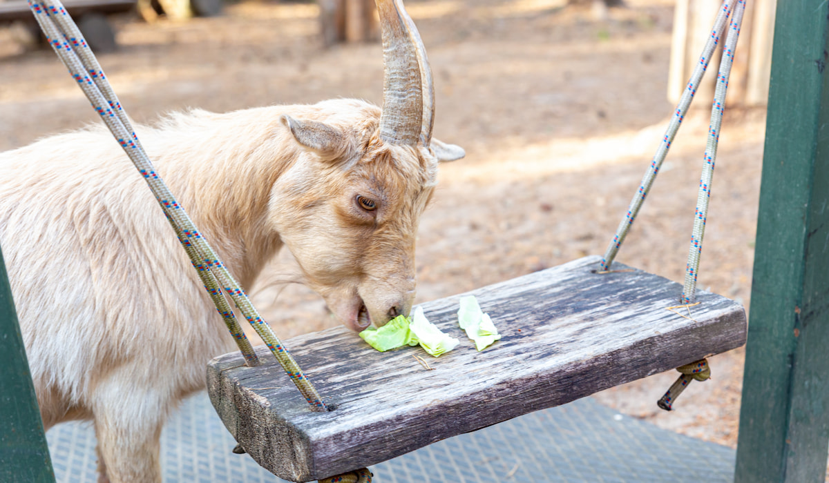Can Goats Eat Lettuce? - Farmhouse Guide