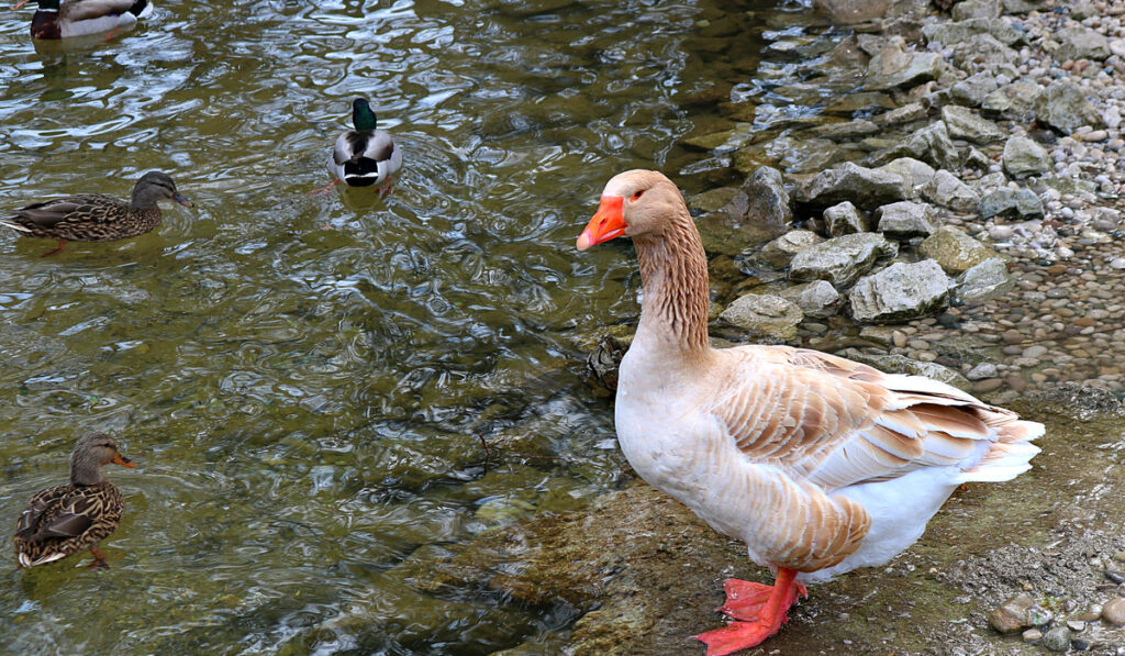 Close-up of an American Buff Goose standing at the edge of the river