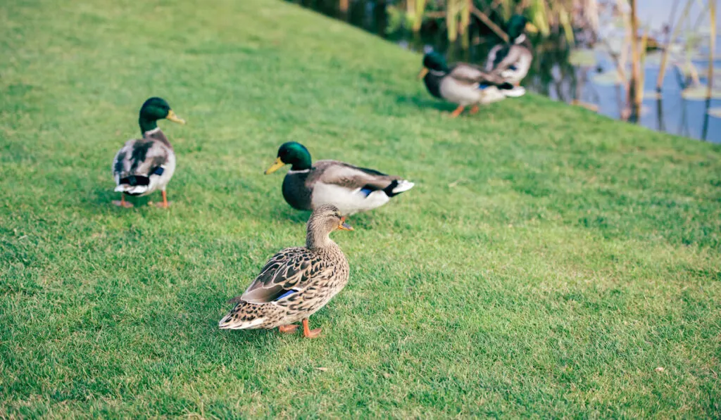 Close-up view of miniature silver ducks walking on a green grass with other breed of ducks