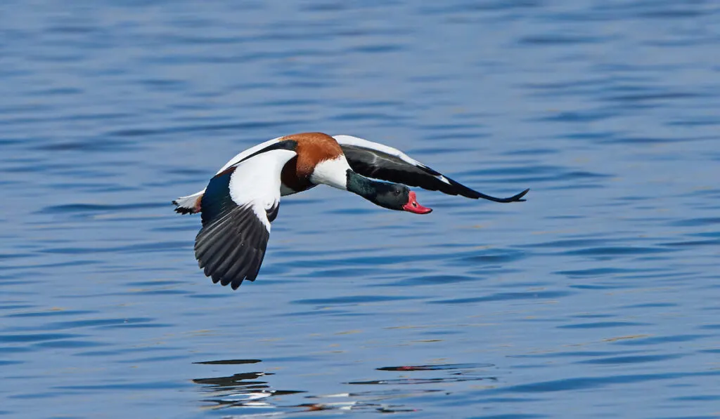 Common shelduck flying over the water