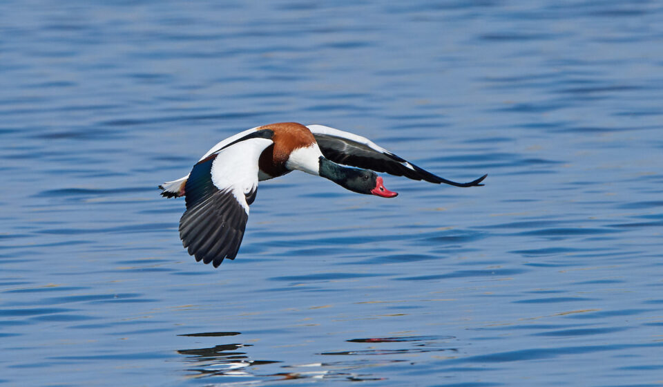 5 Safe and Ethical Ways to Keep Ducks From Flying Away Farmhouse Guide