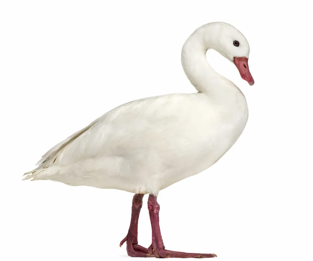 Coscoroba Swan in plain white background 