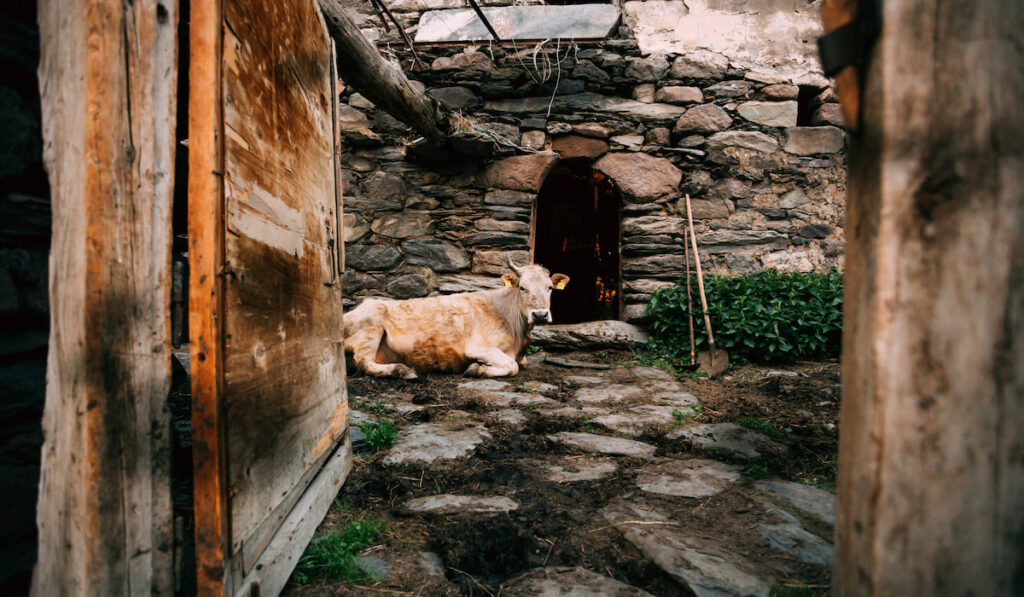 Cow Lying In Shed In Georgian Village