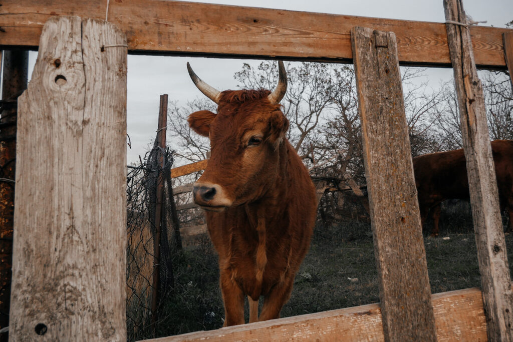 Cow behind the wooden fence