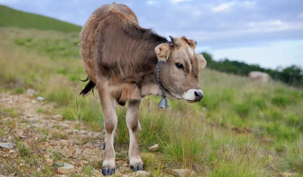 Cow on mountain pasture